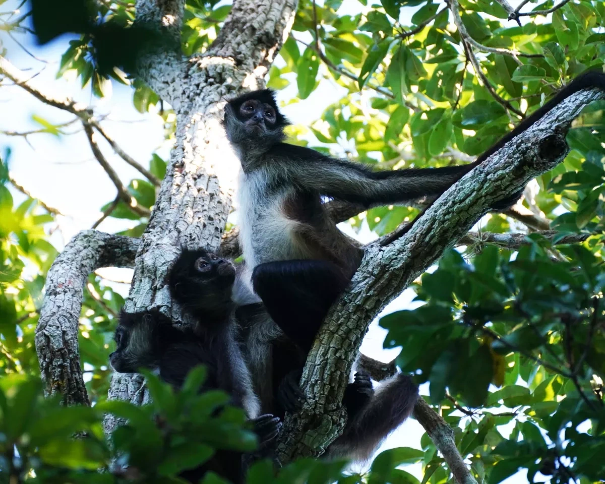 How spider monkeys team up to track forest’s best fruit