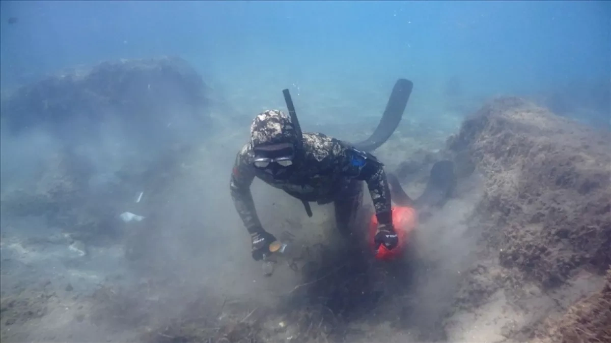 Baltic Sea life under siege from pollution, warming