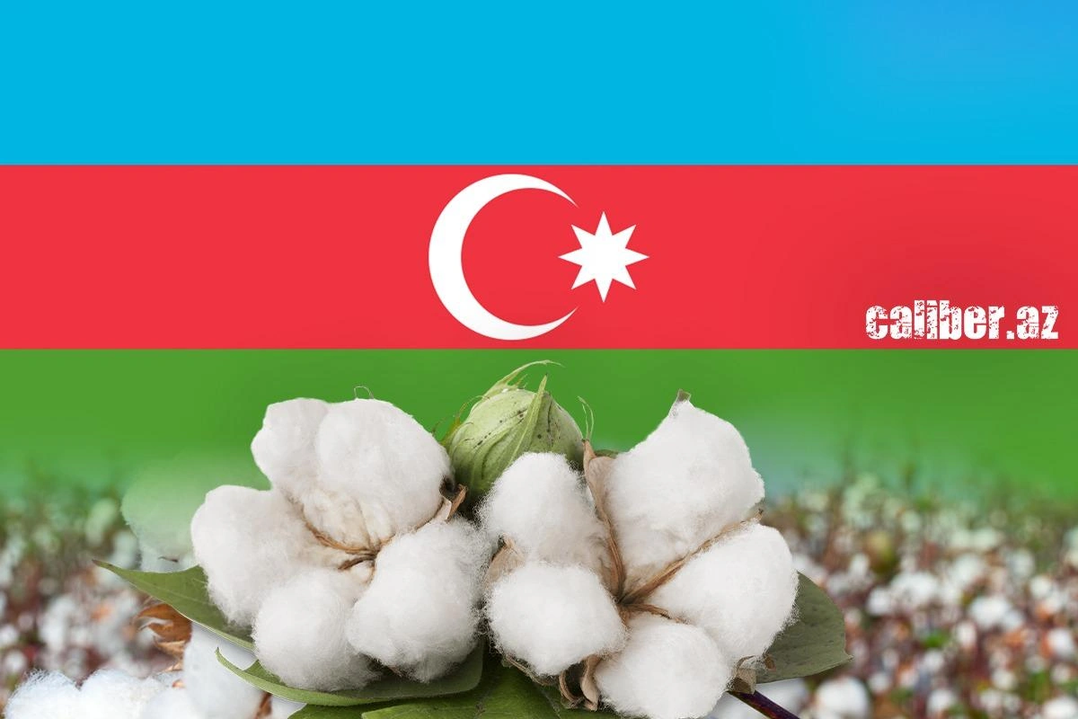 How Azerbaijan is turning cotton into high-value products White gold revolution