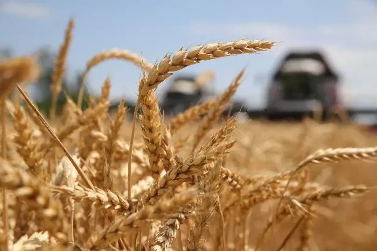 Number of countries buying Russian wheat drops to 26
