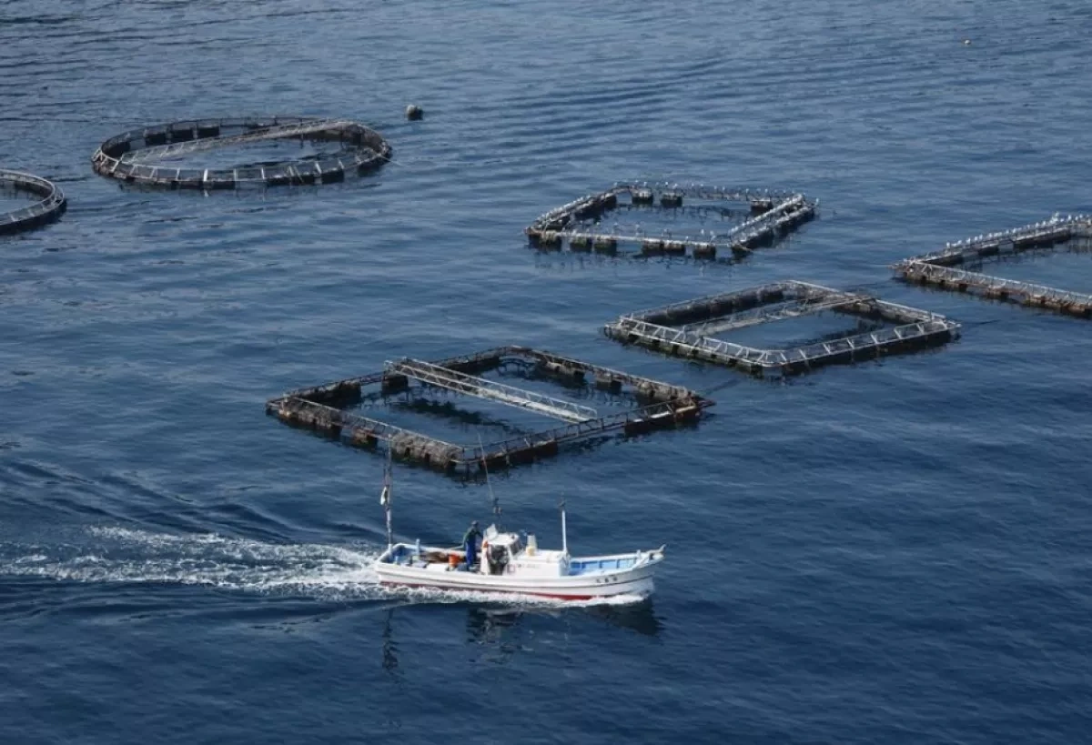 Aquaculture set to replace declining fisheries in the Caspian From wild catch to fish farming