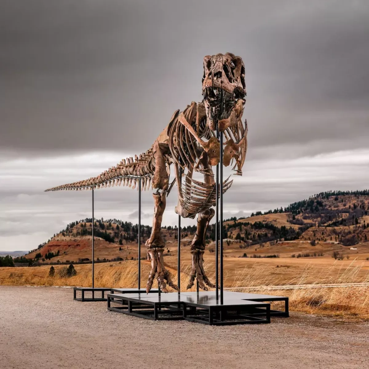 Rare T. Rex fossil expected to fetch up to $30 million