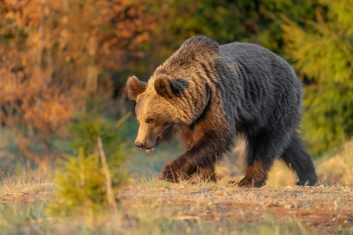 Russia's Baikalsk introduces curfew due to bears