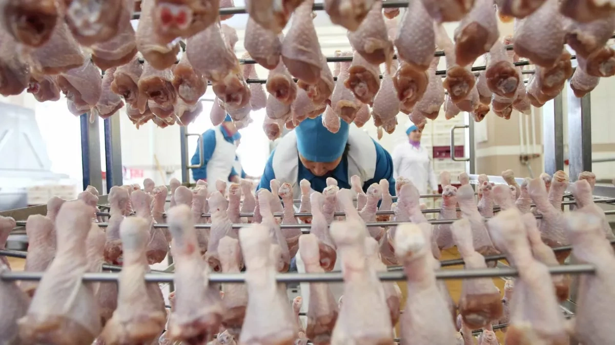 China enters Azerbaijan chicken meat market as imports diversify