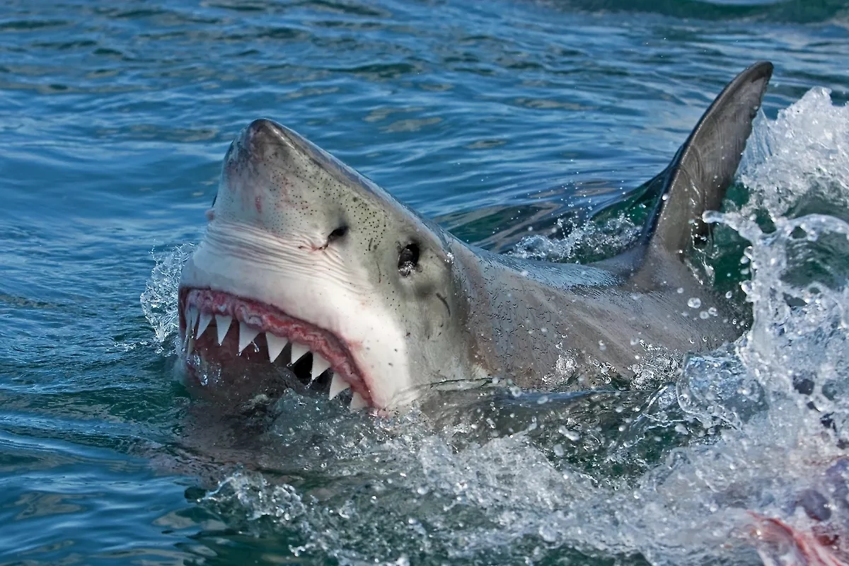 Around 20 beaches closed in Sydney after surge in shark attacks