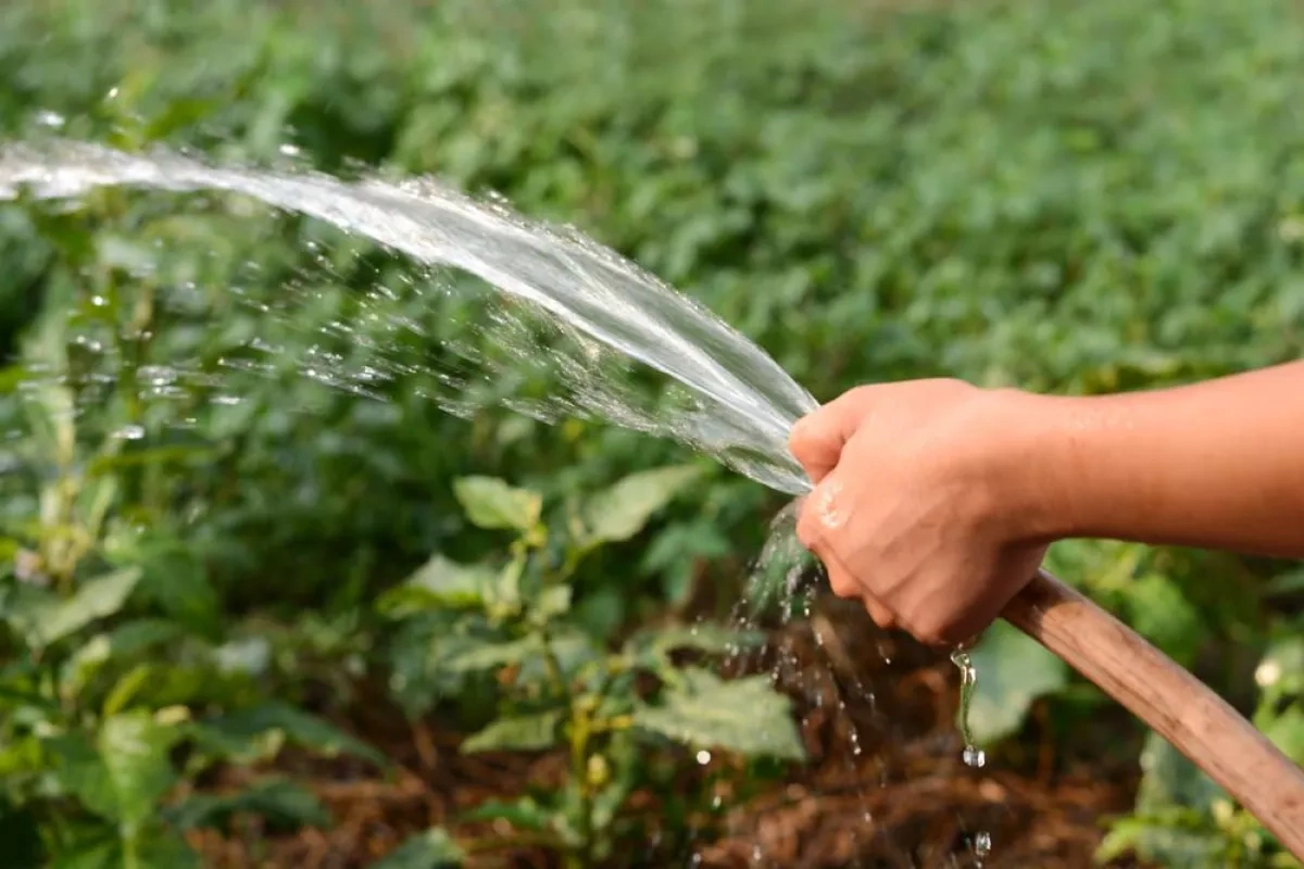 Belgian town bans pool filling, lawn watering amid severe drought