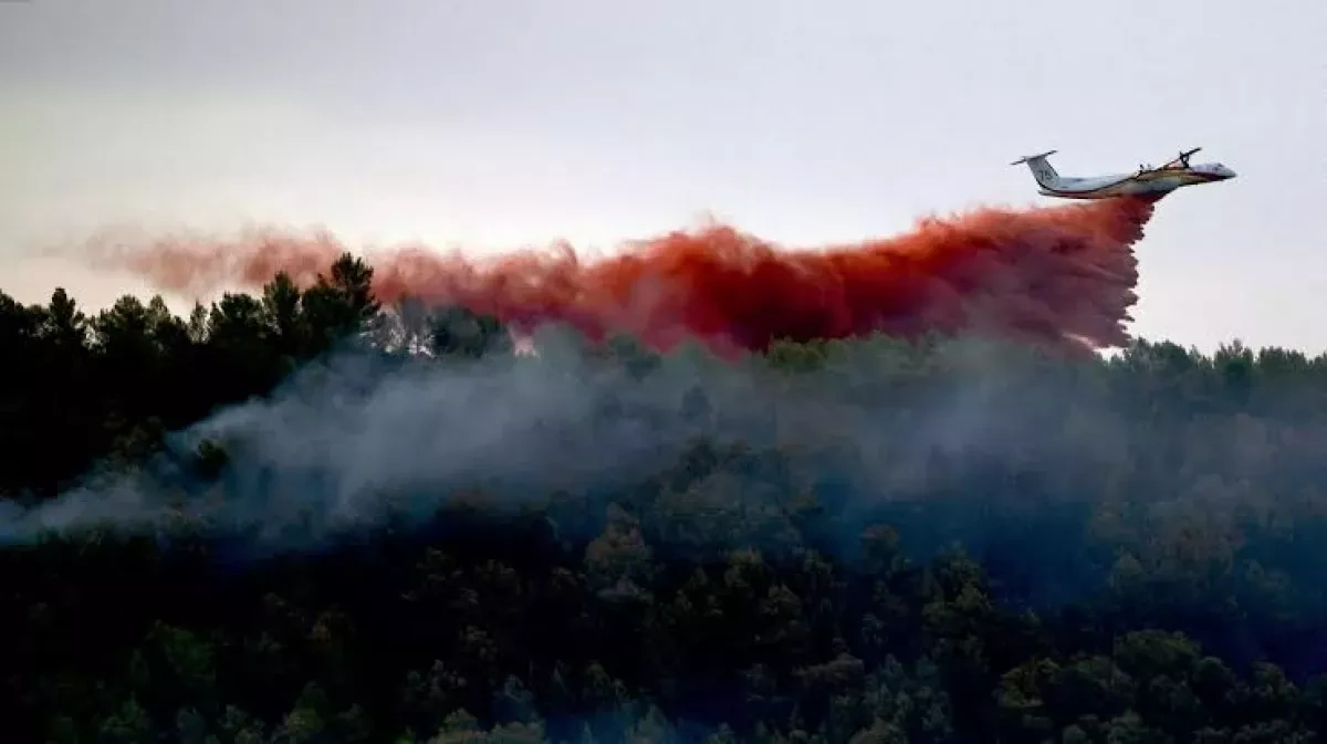 Tree thinning may worsen wildfires in Canada, scientist warns