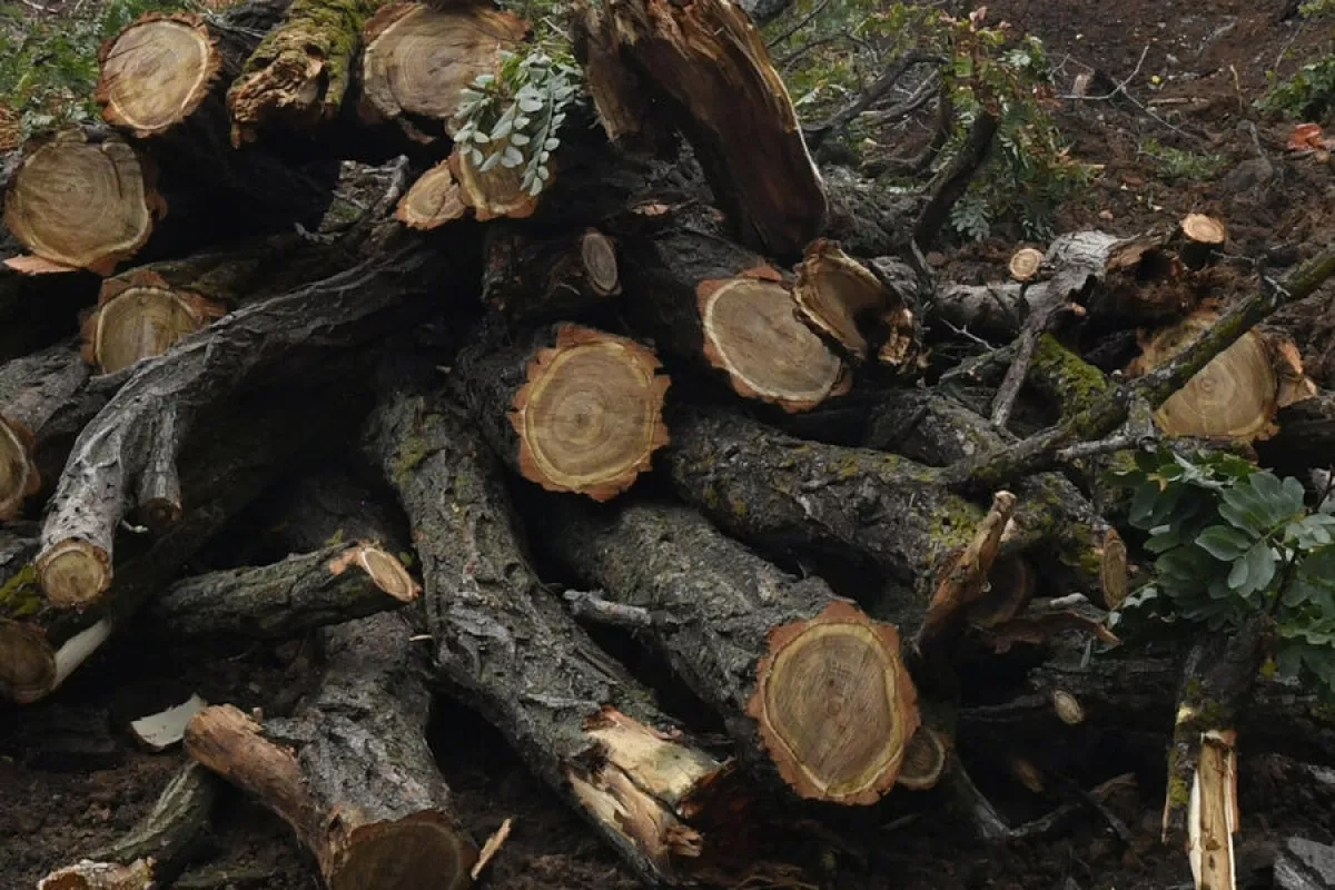 Estonia faces shortage of dry firewood as prices, electricity costs rise