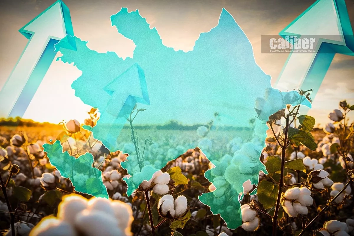 How Azerbaijan is turning cotton into high-value products White gold revolution