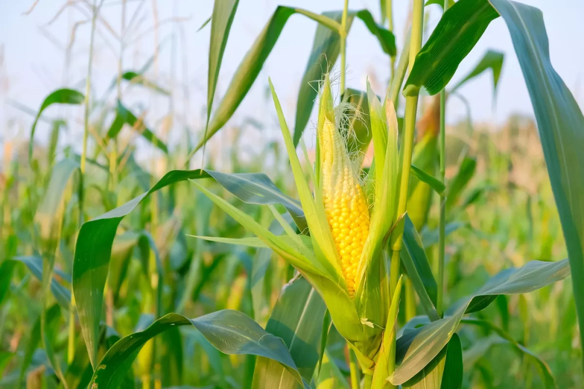 Hunger threat grows worldwide as climate change alters food quality