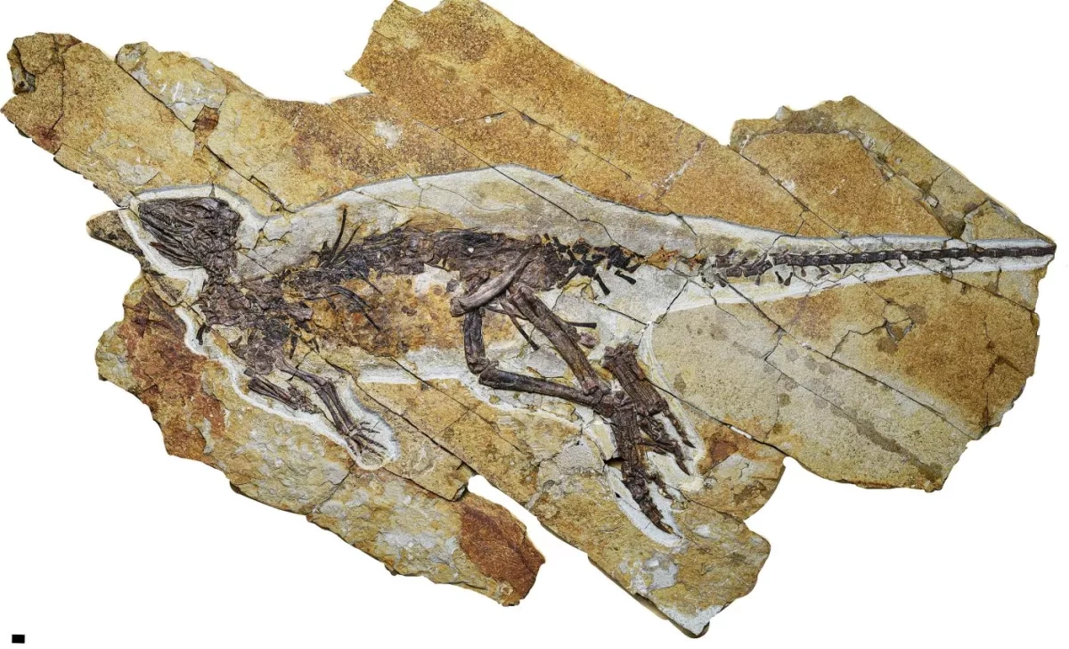 Newly discovered Jurassic fossil offers clues to early dinosaur sounds