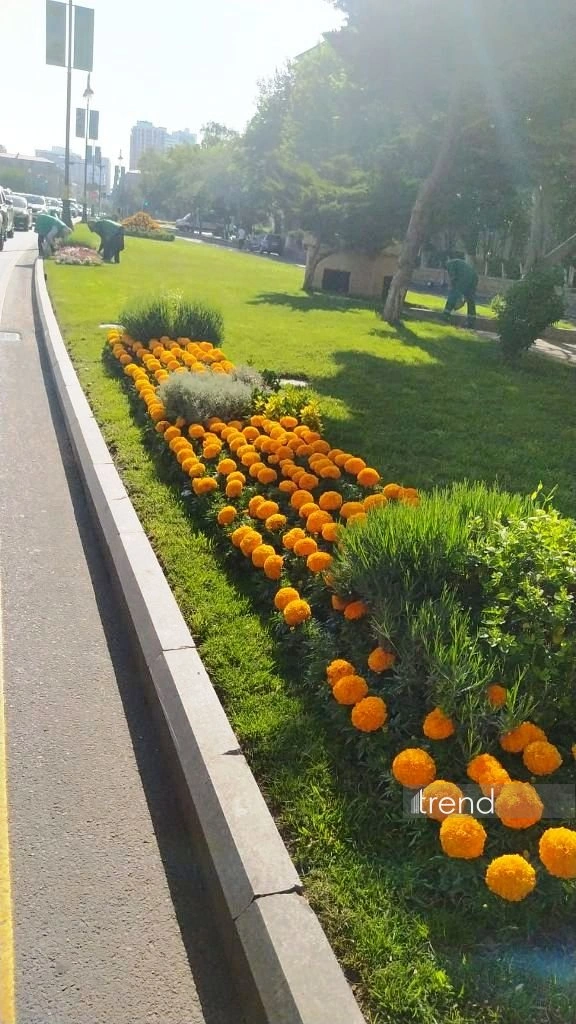 Azerbaijan's Baku blossoms with flowers ahead of WUF13 conference (PHOTO)