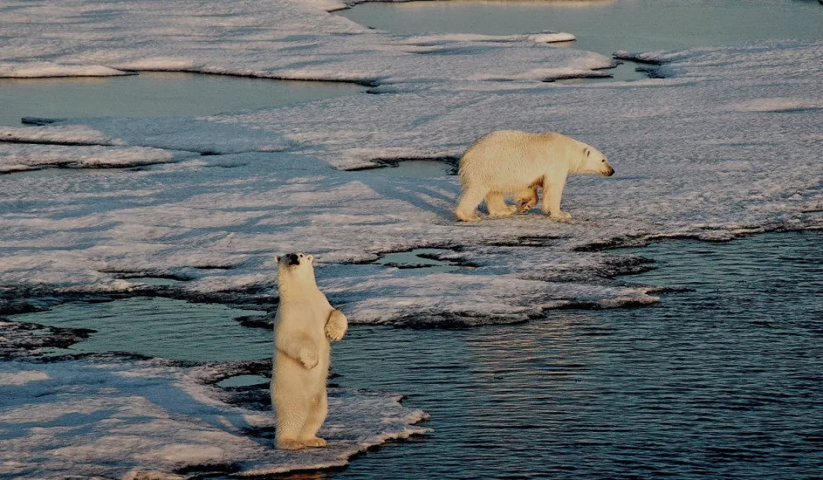 Changes in polar bear DNA caused by warming climate could help animals survive in new habitats