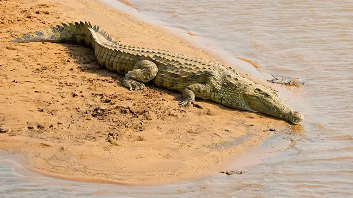 Crocodiles proposed as prison guards in Israeli security experiment