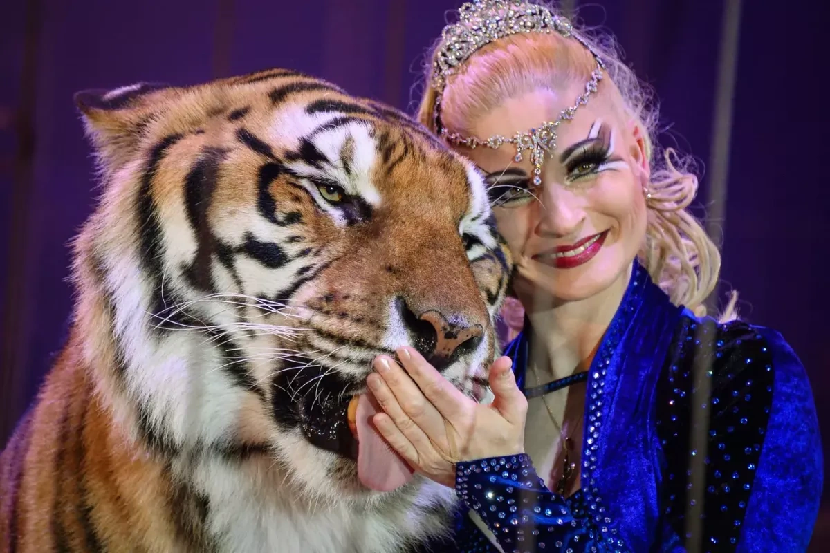 Tiger shot dead in Germany after escape from private enclosure injures pensioner