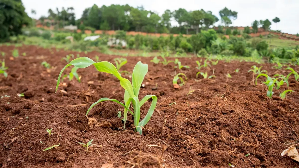 Fertiliser crisis hits Europe amid Iran tensions, Russian dependence
