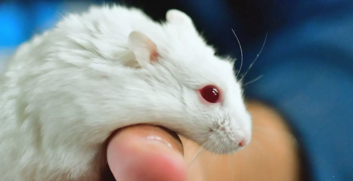 Mice released into wild show unexpected anxiety relief