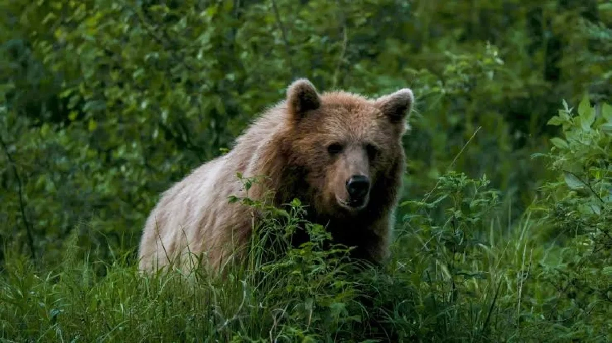 Siberian authorities sound bear alert after fatal forest attack