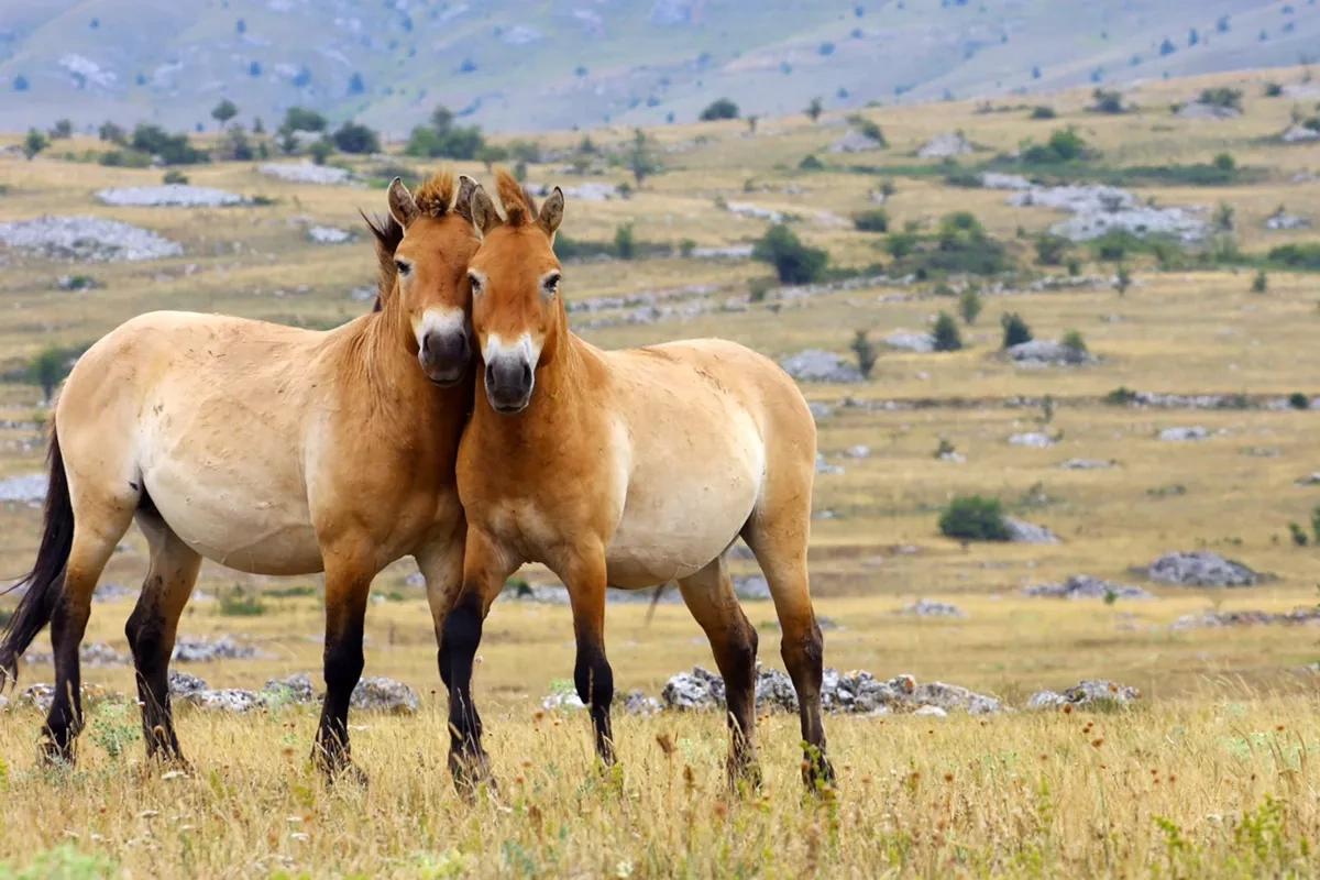 Przewalski’s horses return to Kazakhstan's steppes after hundreds of years