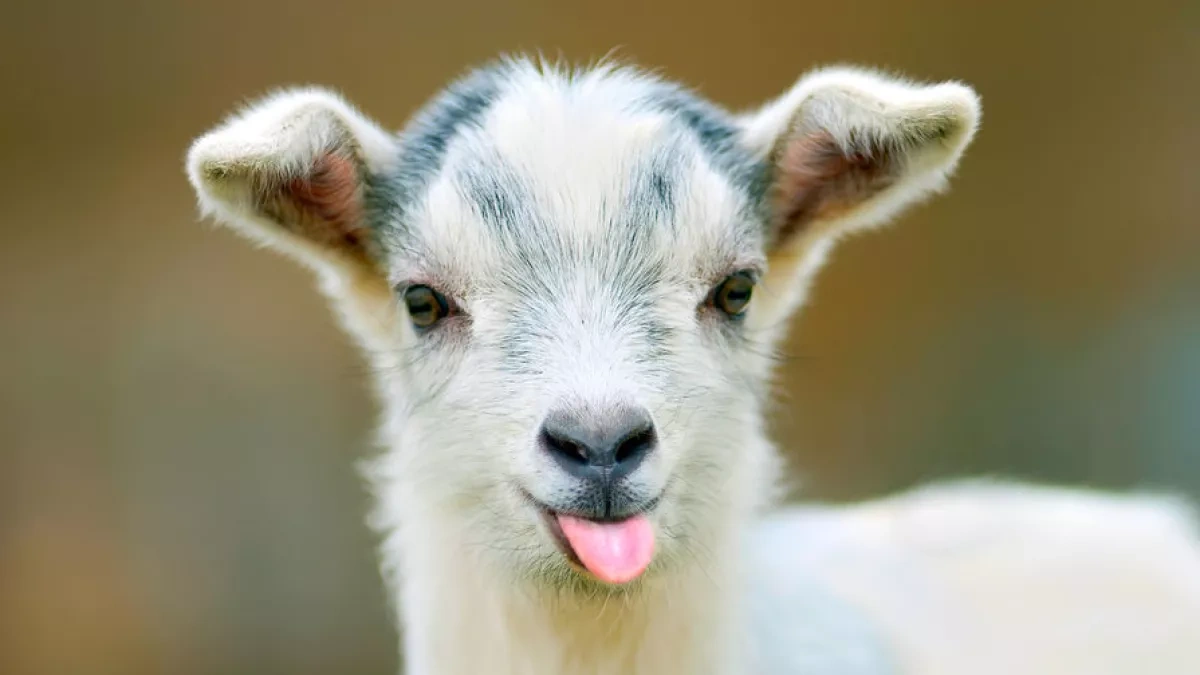 Portugal urges EU to fund goat grazing to reduce wildfire risk