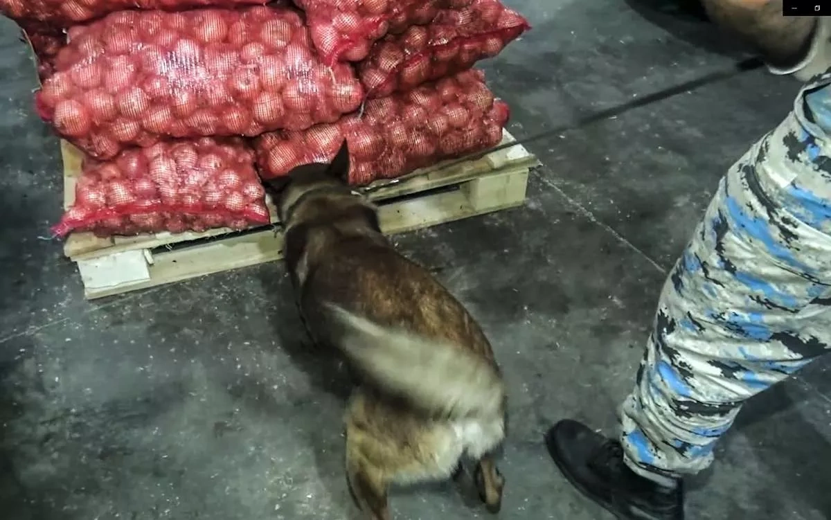Azerbaijan intercepts 25.5kg marijuana shipment near Iran border PHOTO / VIDEO