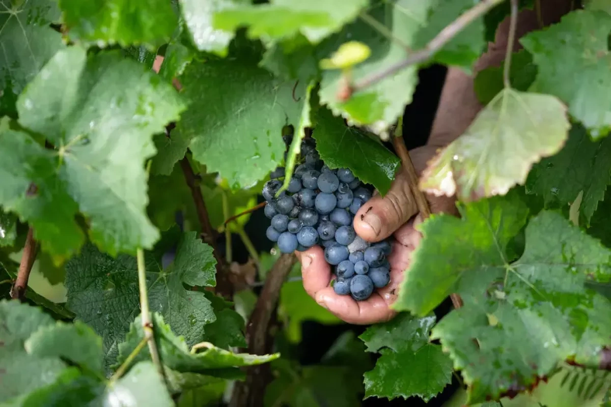 Ancient DNA reveals how humans shaped wine for millennia