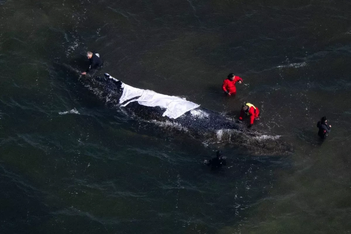 German minister wades into whale rescue as Timmy operation delayed PHOTO
