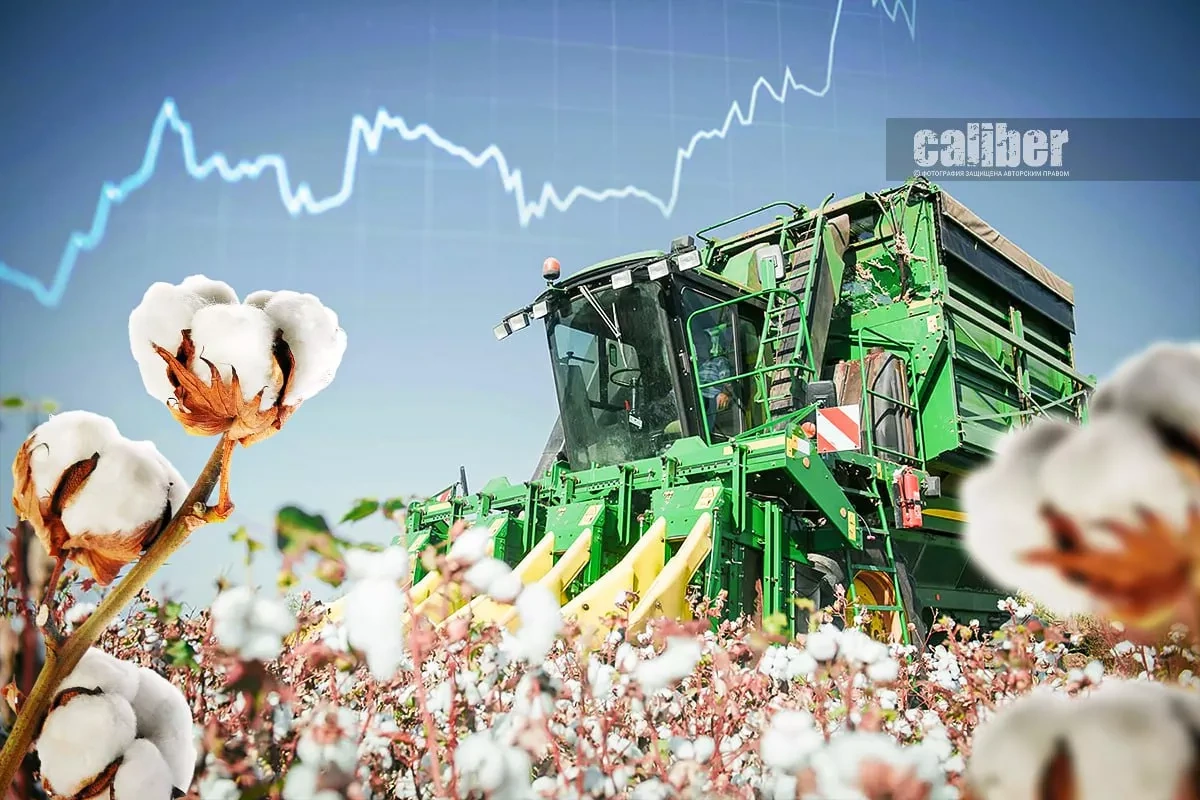 How Azerbaijan is turning cotton into high-value products White gold revolution
