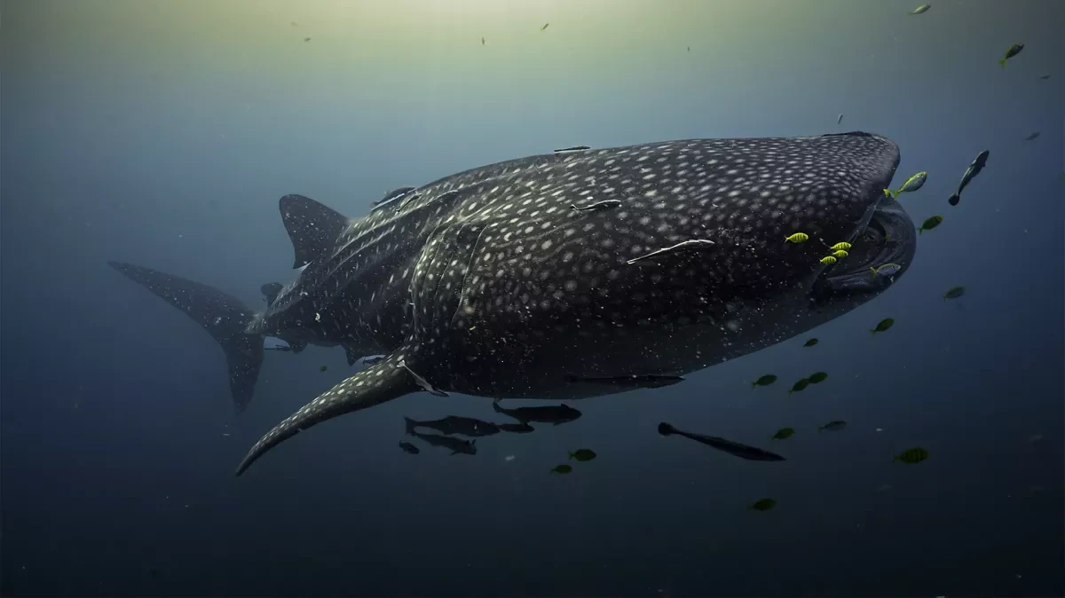 Baby whale shark offers rare clue to where ocean’s giants are born