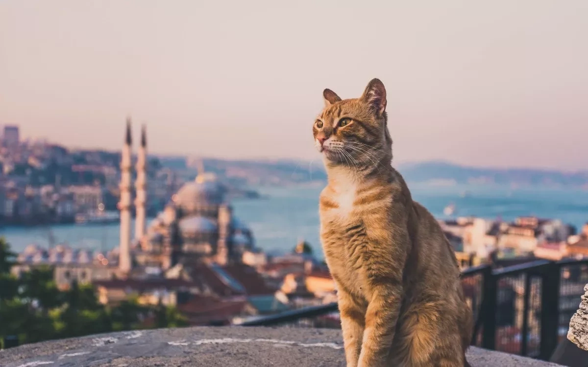 Turkish police arrest man for kicking cat in mosque