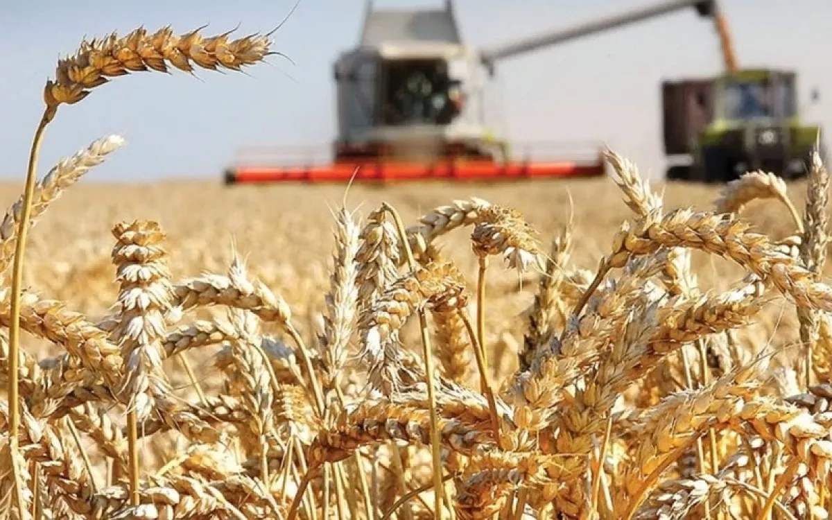 Wars, Strait of Hormuz factor, global grain crisis Analysis by Khazar Akhundov