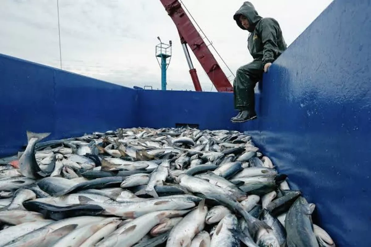 Armenia reaches deal with Georgia to launch fish product exports