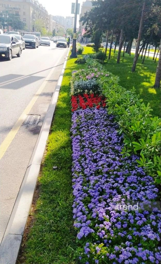 Azerbaijan's Baku blossoms with flowers ahead of WUF13 conference (PHOTO)
