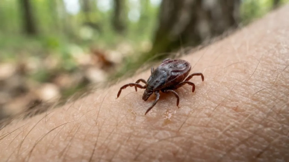 Chinese scientists discover new tick-borne virus