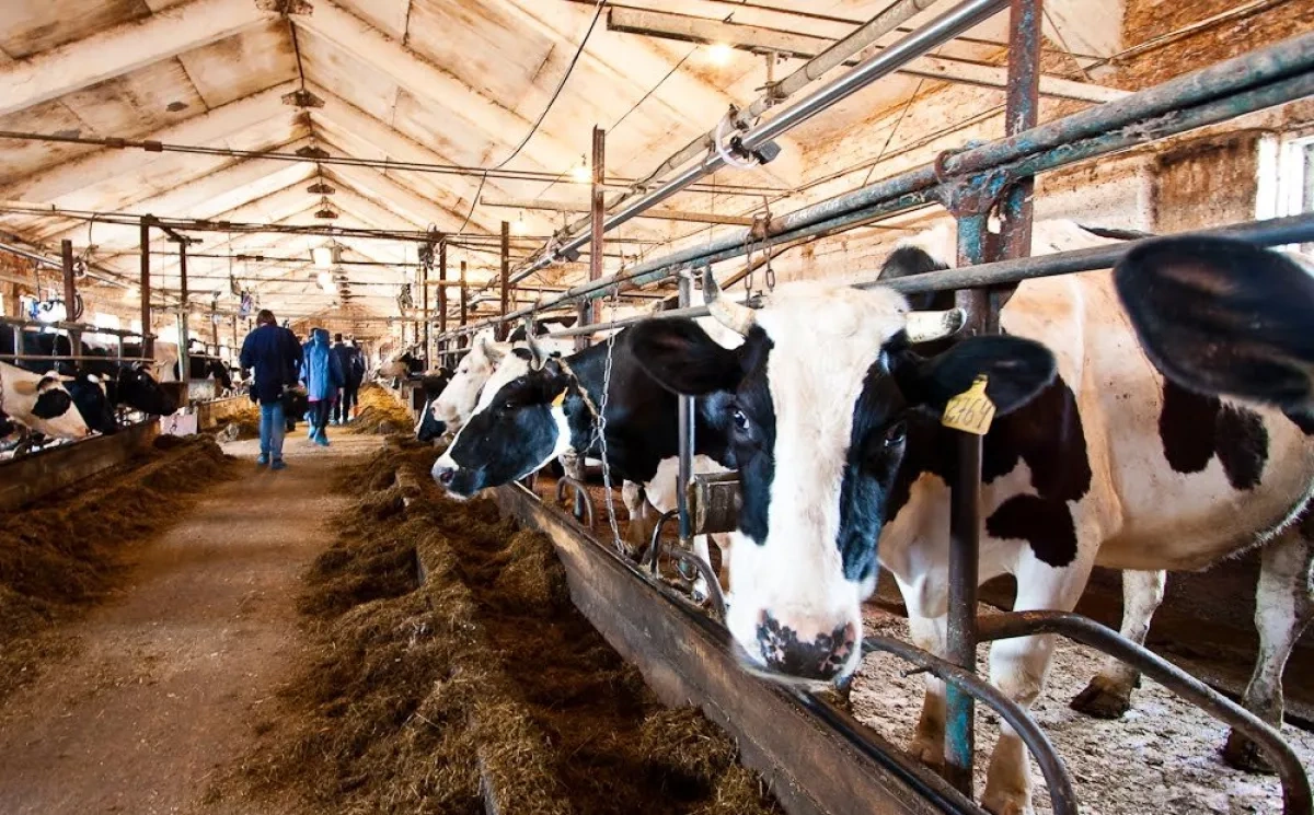 Betting on farmers who deliver Inside Azerbaijan’s Guba agriculture push