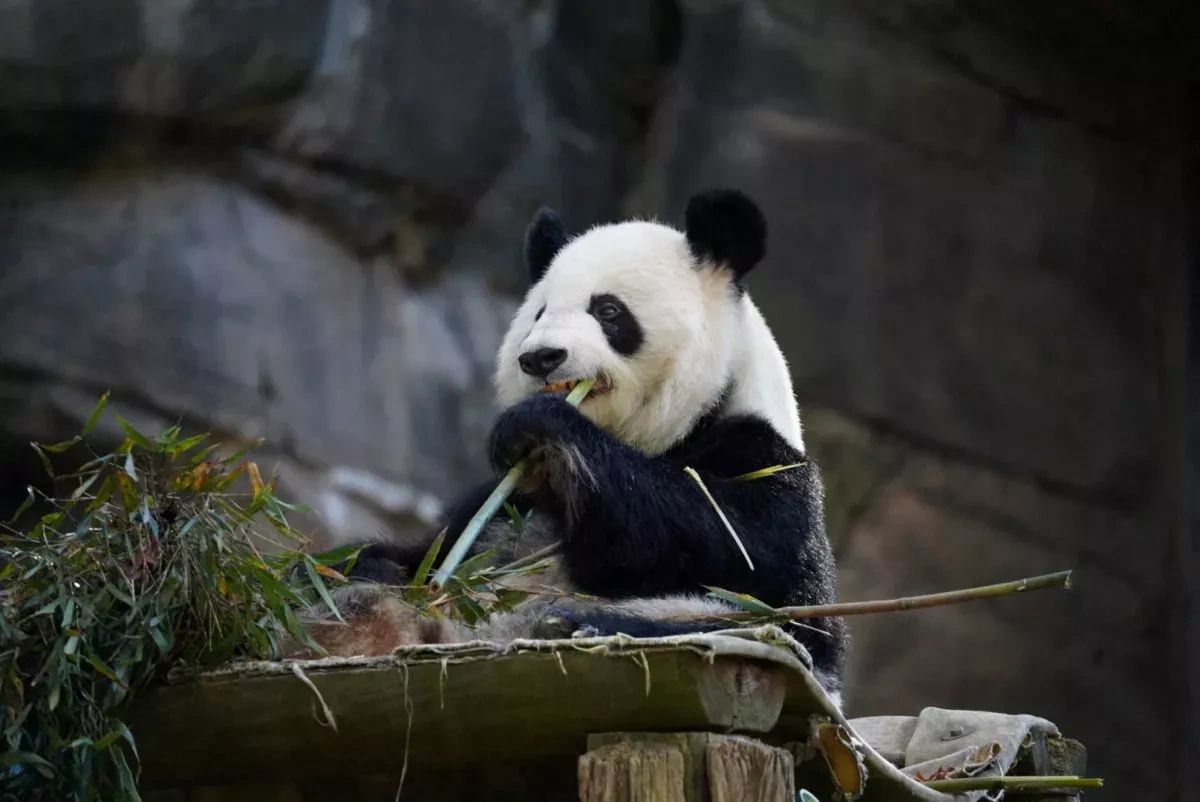 Panda diplomacy signals thaw in US-China relations