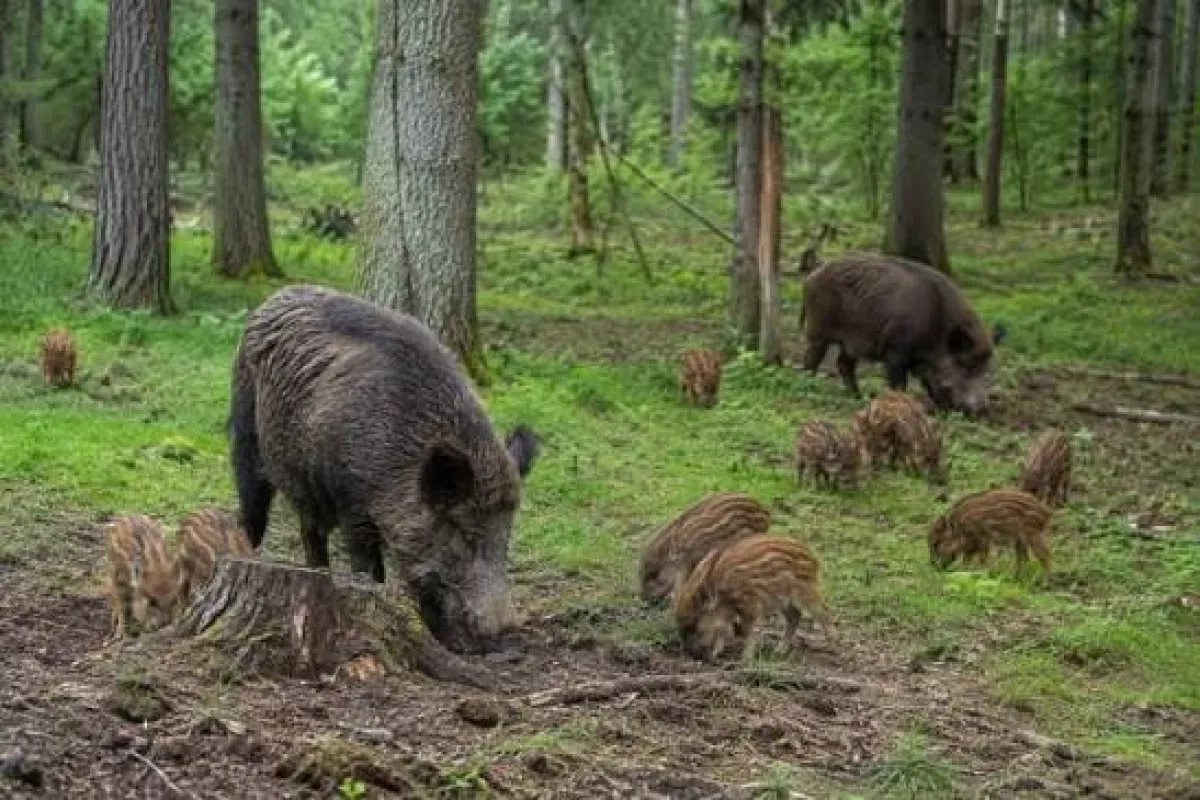 African swine fever outbreak spreads in Finland