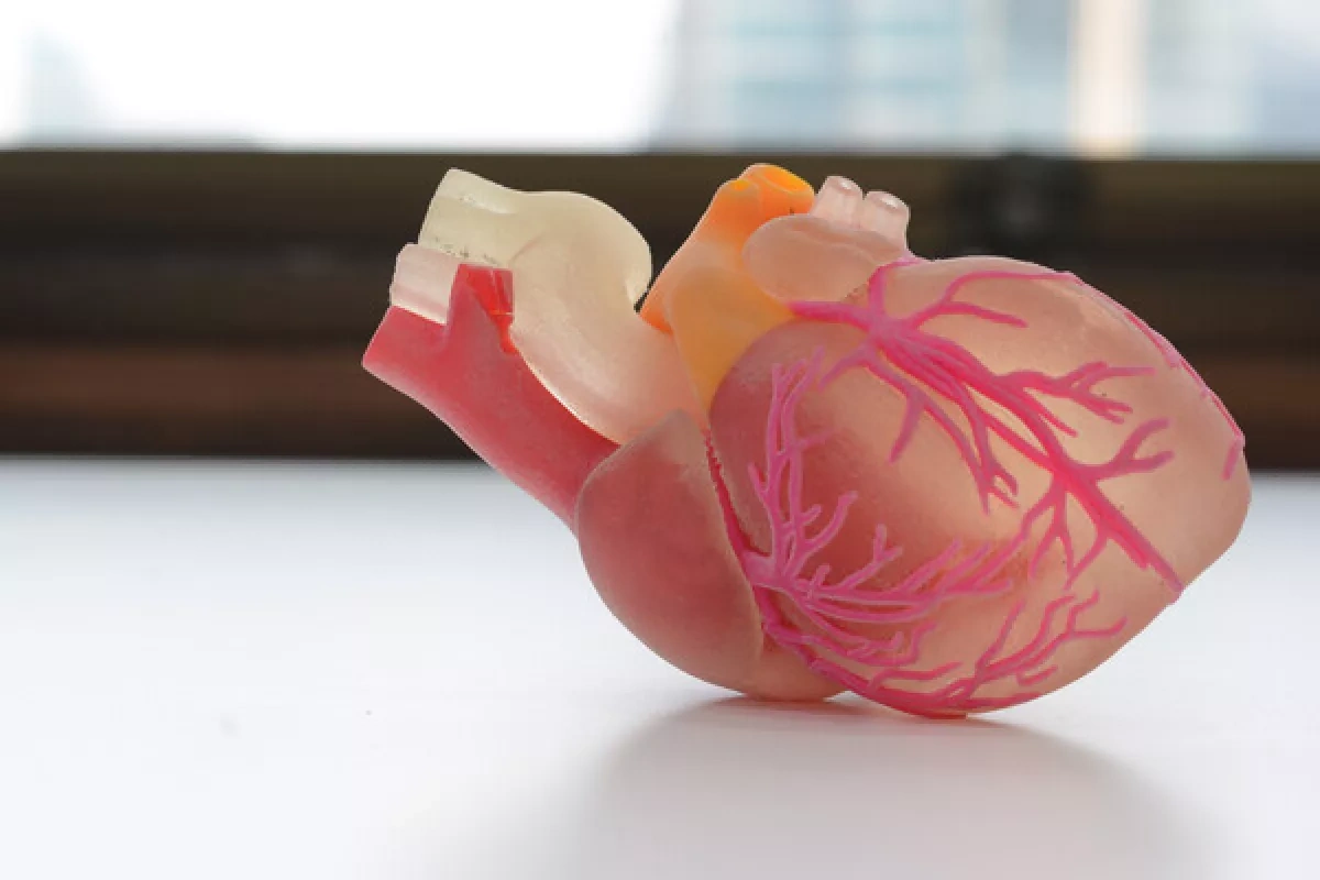 Scientists find COVID-19 directly infects heart tissue, causing damage