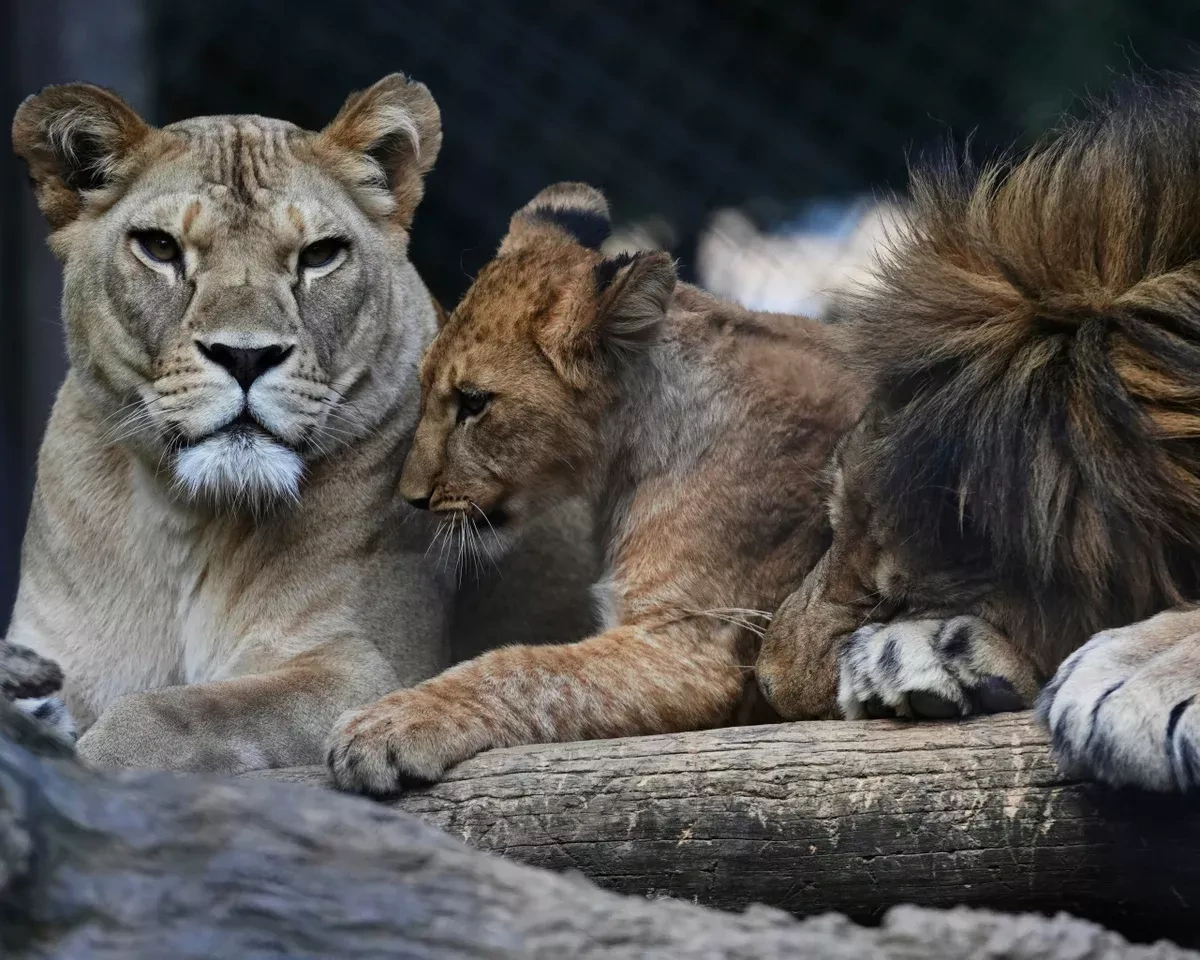 Belfast Zoo fares goodbye to world's rarest lions