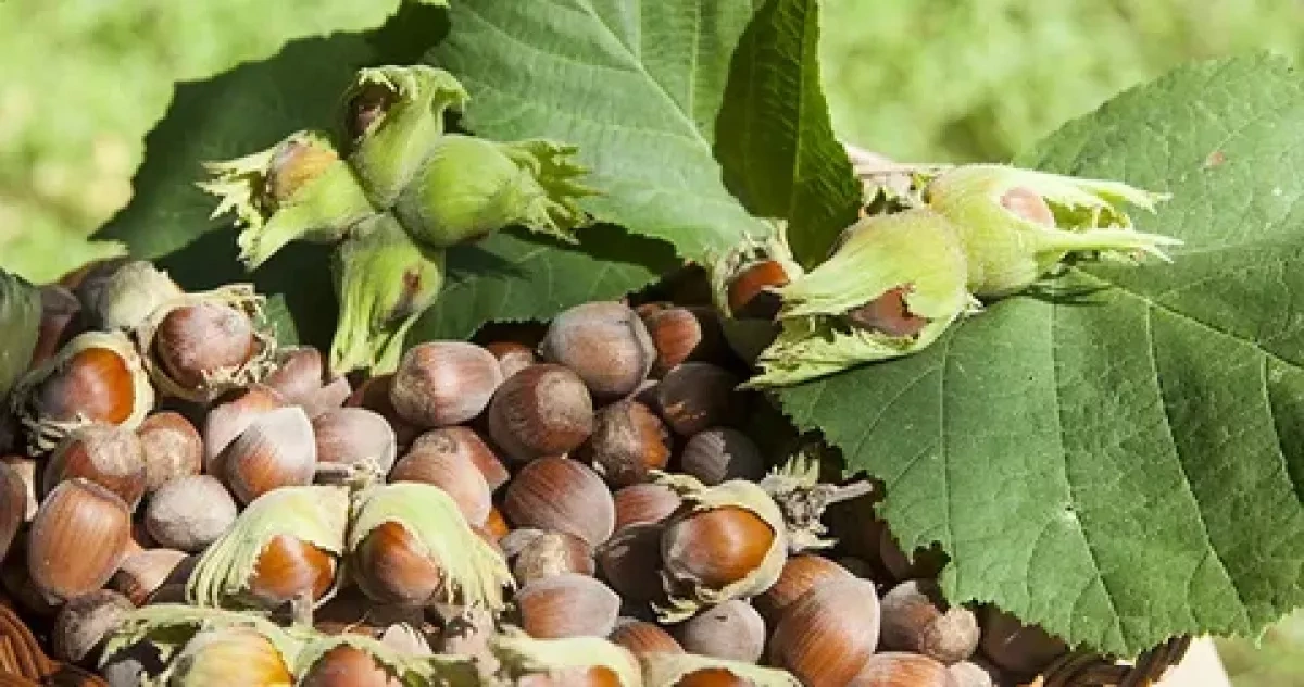 Georgia earns nearly $80 million from hazelnut exports