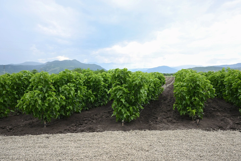 Infrastructure created for sericulture development inspected in Dashbulag village of Khojaly (PHOTO)