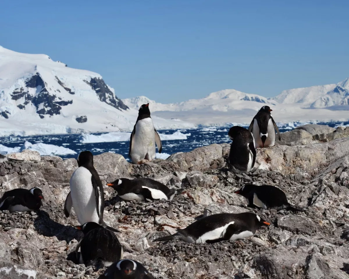 Penguins breed earlier than ever in warming Antarctica