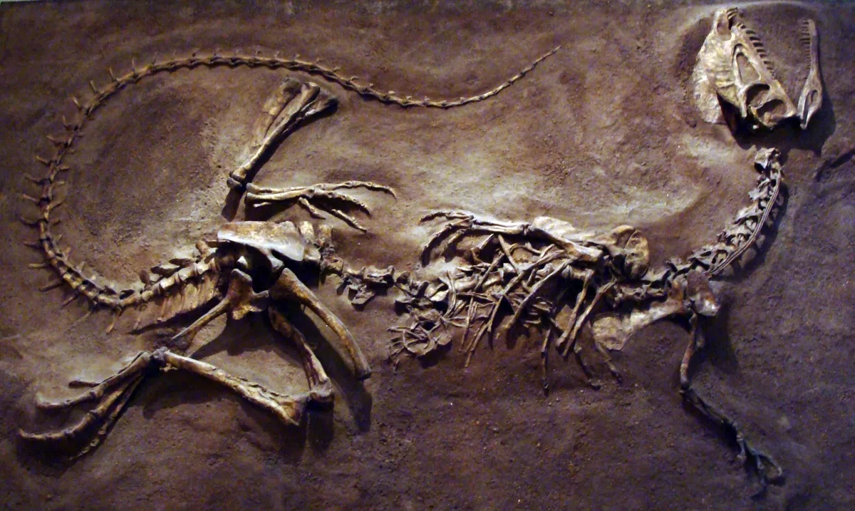 Dagestan discovery may offer first evidence of dilophosaurids in Russia
