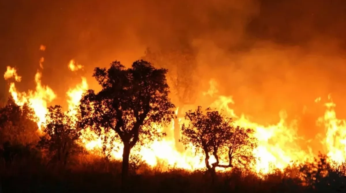 Algeria declares mourning as wildfires kill 12 amid extreme heat