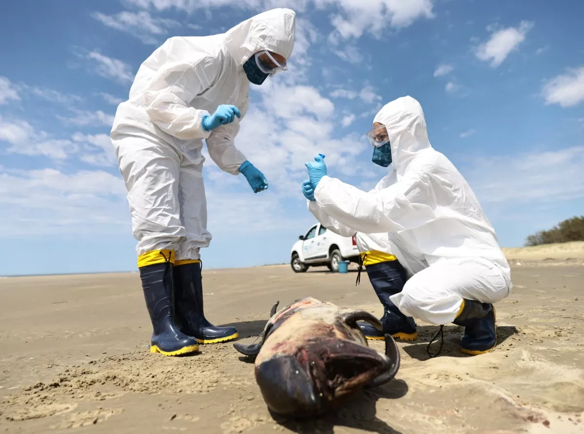 New Zealand on alert after bird flu detected in Australia