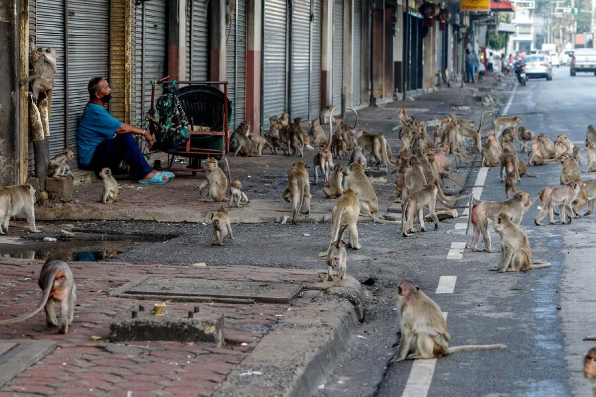 Russian travelers told to avoid animal contact overseas
