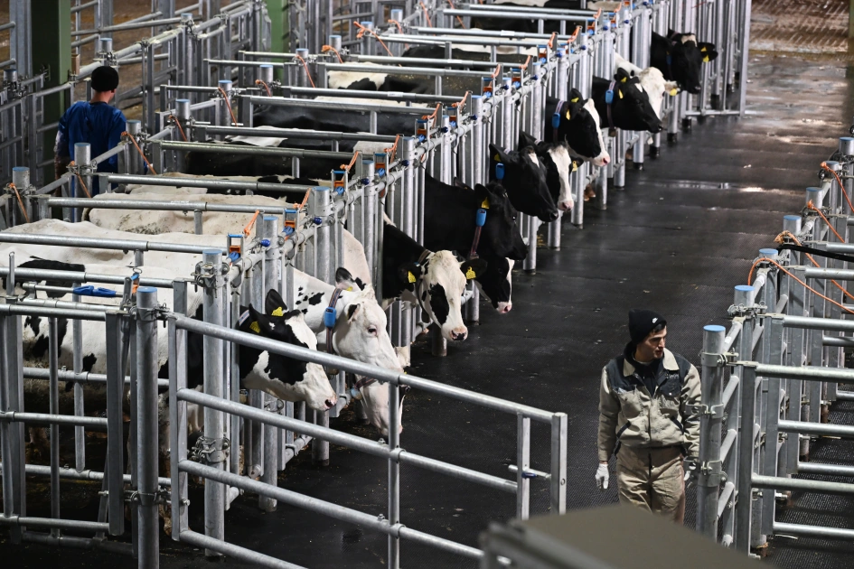 President Ilham Aliyev attends opening of Shirvan Agro livestock complex in Shamakhi (PHOTO)