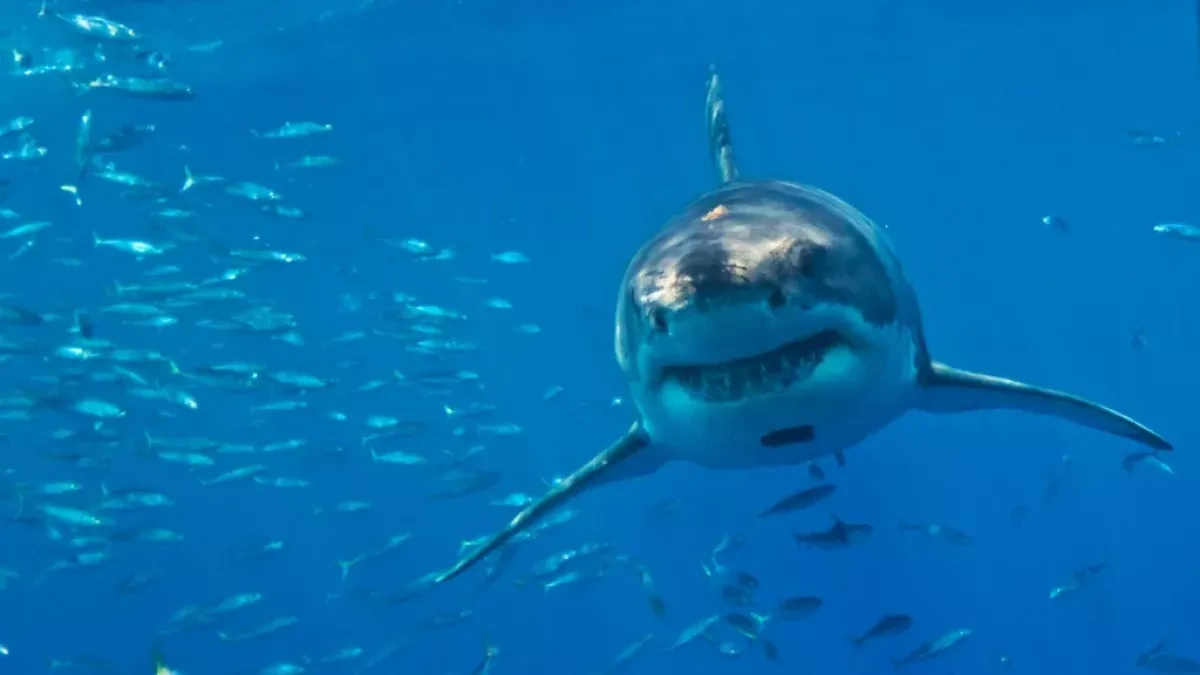 Mediterranean’s great white sharks face extinction as illegal fishing persists
