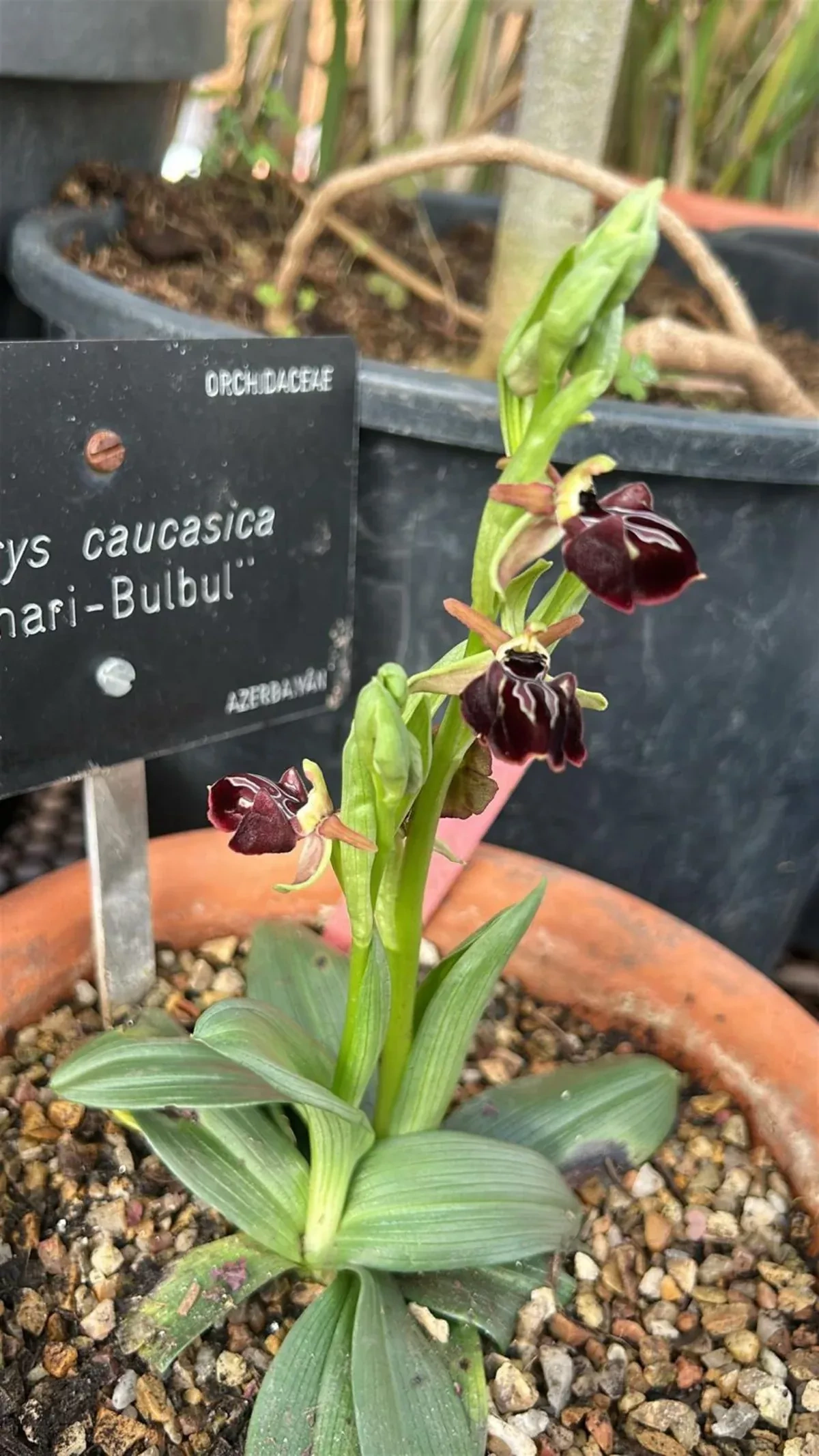 Azerbaijani Khari-Bulbul flower blooms at Madrid’s Royal Botanical Garden PHOTO