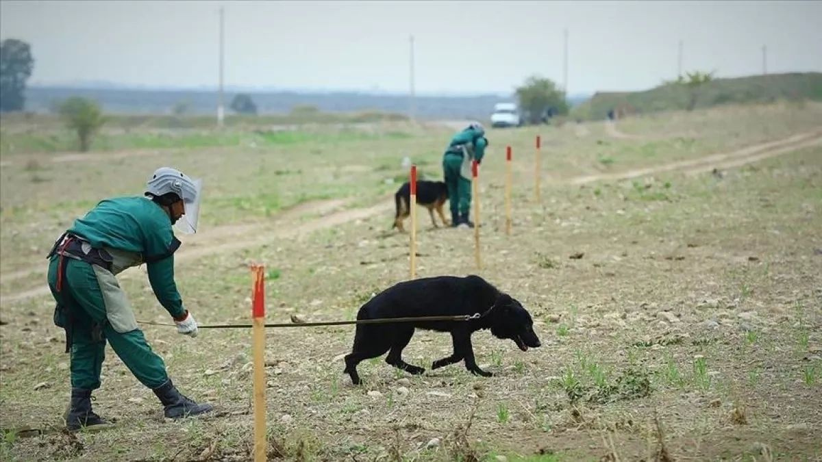 Azerbaijan clears over 7,700 hectares of landmines, unexploded ordnance PHOTO